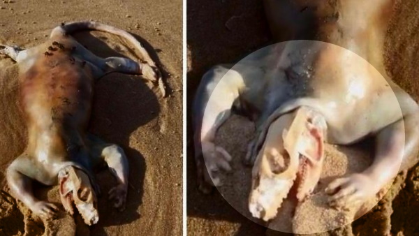 लोगों ने समझा एलियन लोगों ने समझा एलियन