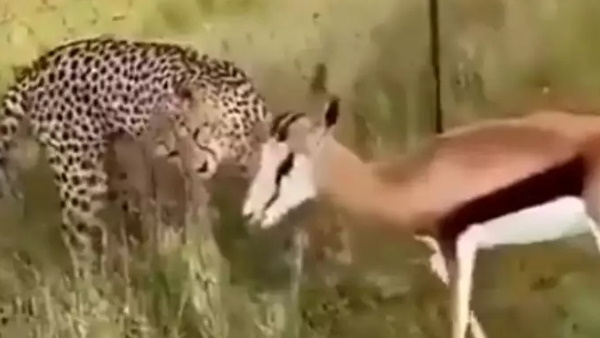 सामने खड़ी मौत देख नहीं डरा हिरण