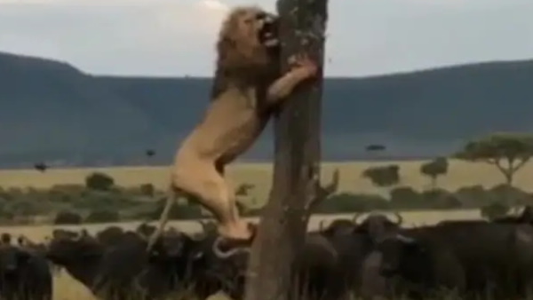 वायरल हुआ वीडियो वायरल हुआ वीडियो