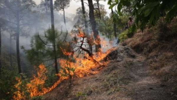 घट रहा है ऑक्सीजन लेवल, इंसान, जानवर दोनों असुरक्षित