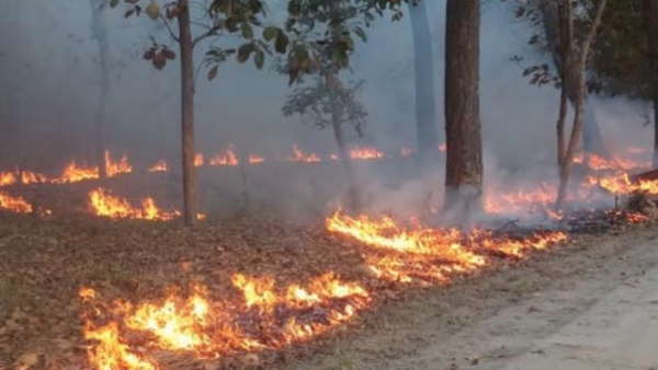 वन कर्मियों की हड़ताल बनी मुसीबत 