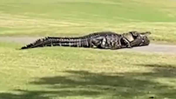 एक्सपर्ट बोले ये आम बात है