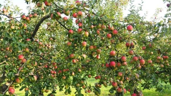 गर्म प्रदेशों में हो सकती है हरमन-99 वेरायटी की खेती