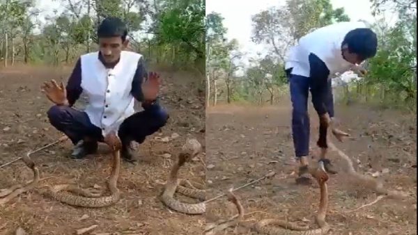  3 कोबरा सांपों के साथ स्टंटबाजी