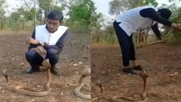 स्नैक कैचर की आफत में आई जान 