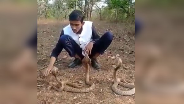 देखिए कोबरा के हमले का वीडियो