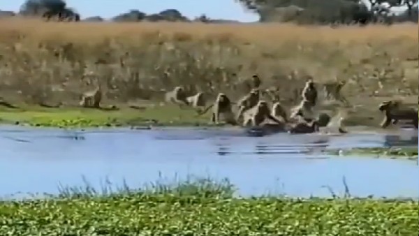 वाइड लाइफ वीडियो से लोग हैरान