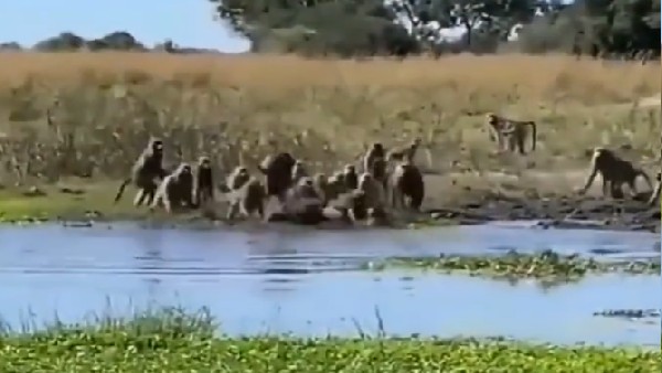 मगरमच्छ पर टूटा पड़ा बंदरों का झुंड