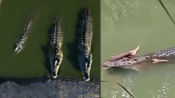 सीवेज फार्म के तालाब में गिरा सीवेज फार्म के तालाब में गिरा