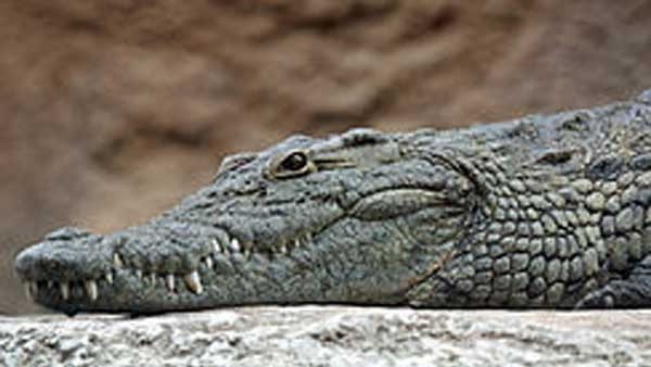 गंदे पानी में ले गया गंदे पानी में ले गया