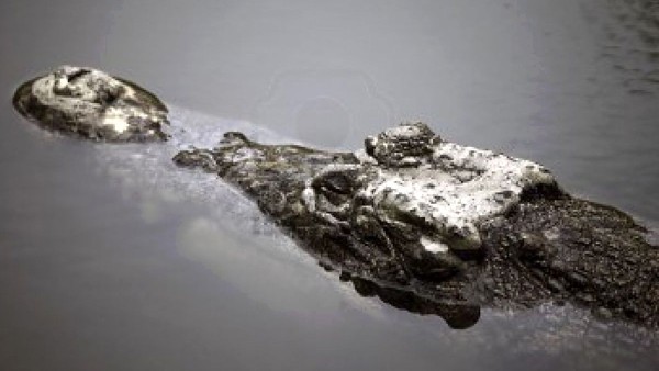 इस तरह बचाई जान इस तरह बचाई जान