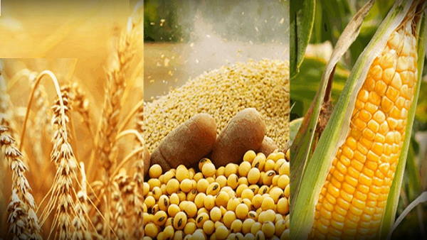 Natural farming in Haryana: 100 clusters will be made for cultivation, agricultural program in 2500 acres