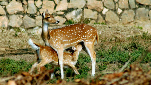 बाकी के हिरण दूर भागे