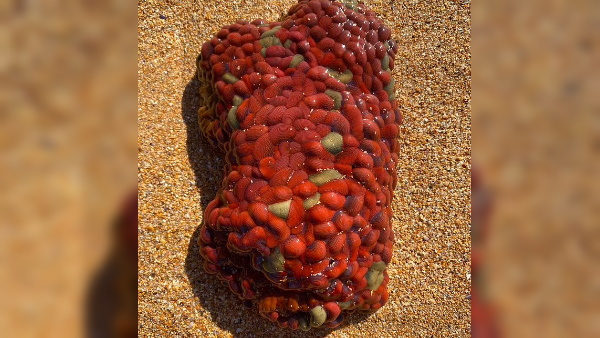 पहले ब्रेन जैसा दिखने वाली जीव मिला था समुद्र के किनारे पहले ब्रेन जैसा दिखने वाली जीव मिला था समुद्र के किनारे