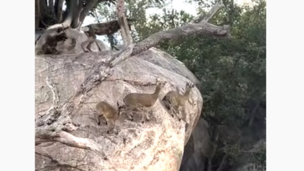 जंगल से सामने आया चौकाने वाला वीडियो