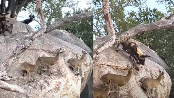 जंगली कुत्तों ने मृगों को घेरा