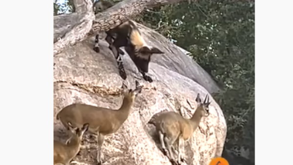 दिन में दो बार शिकार करते हैं कुत्ते