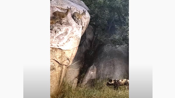 कुत्तों से बचने के लिए मृगों ने चलाया दिमाग