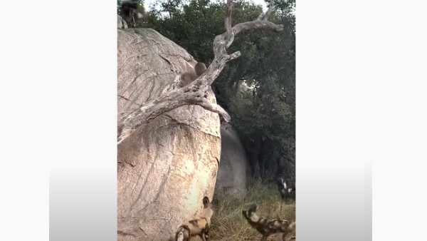 चट्टान से चिपके रहे मृग