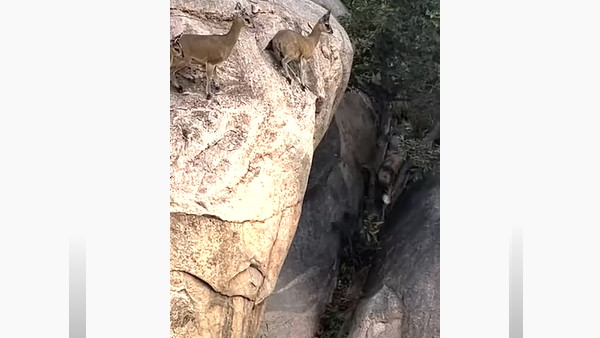 जंगली कुत्तों ने की काफी कोशिश