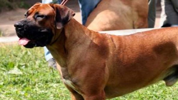 80 हजार खर्च करके बनवाया मंदिर 80 हजार खर्च करके बनवाया मंदिर