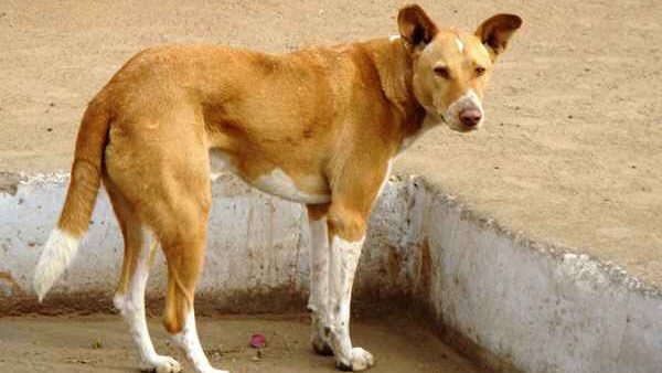 टॉम को मंदिर में मिलता है पसंदीदा भोजन टॉम को मंदिर में मिलता है पसंदीदा भोजन