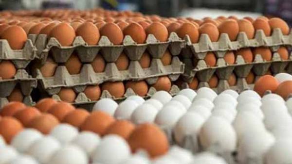 अंडे के दामों में लगातार हो रही गिरावट