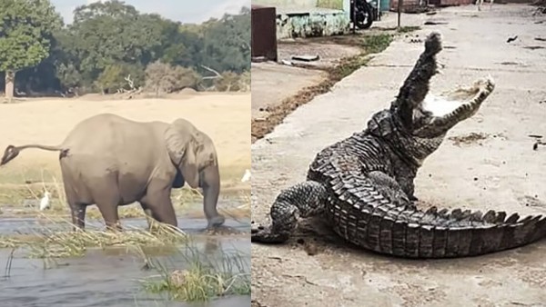 झील में भिड़े दोनों