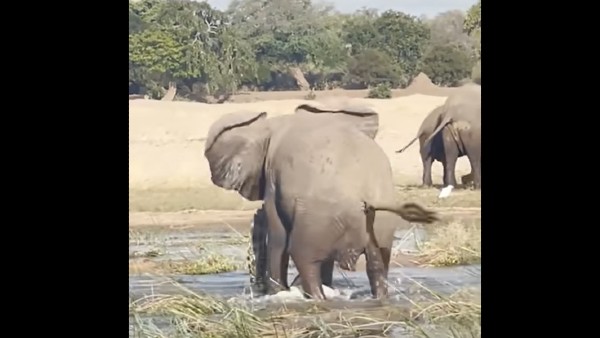 गजराज हो गए सावधान