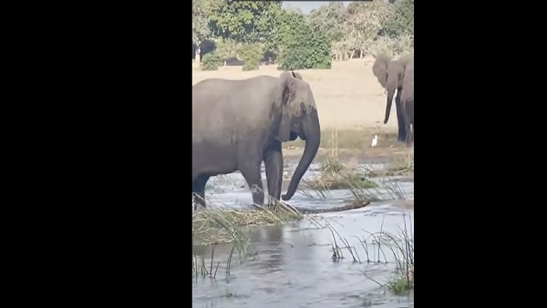 मगरमच्छ ने गंवा दी जान