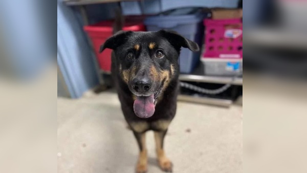 गे कपल ने लिया गोद, रखा नया नाम