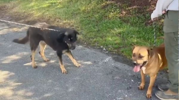 दूसरे मेल डॉगी के साथ बनाते देखा संबंध 