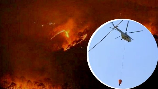 बाघों और अन्य वन्यजीवों पर खतरा मंडरा रहा