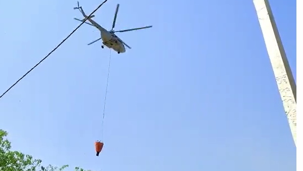 बाघिन ST-17 और उसके हाल में जन्मे दो शावक भी घूम रहे