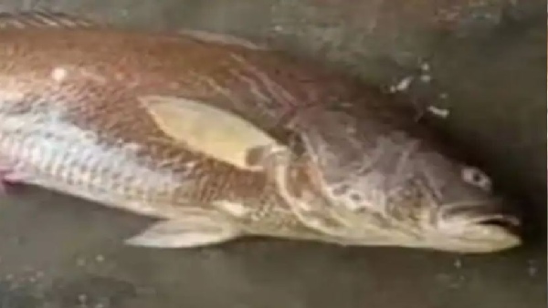 बहुत खास होती है कचिड़ी मछली