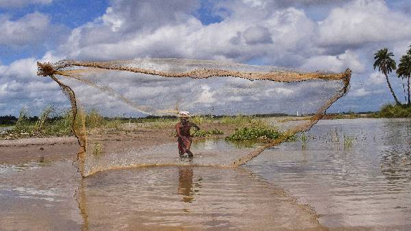 जाल ने फंसी गोल्डन फिश और फिर..