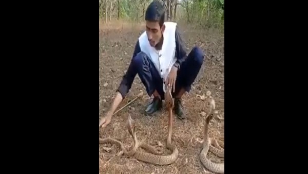 तीनों फन उठाकर खड़े थे