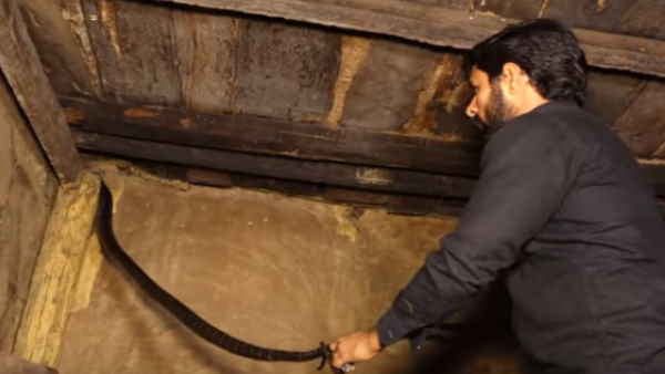 शख्स ने पूंछ खींची शख्स ने पूंछ खींची