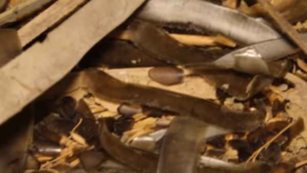 जहरीला किंग कोबरा ने बना लिया था इस घर को अपना ठिकाना जहरीला किंग कोबरा ने बना लिया था इस घर को अपना ठिकाना