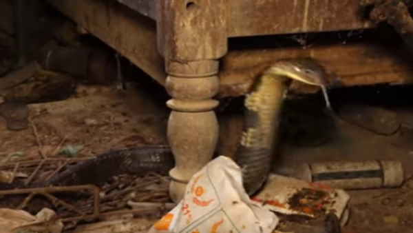 पूंछ पकड़ने पर किंग कोबरा कर देता है हमला पूंछ पकड़ने पर किंग कोबरा कर देता है हमला