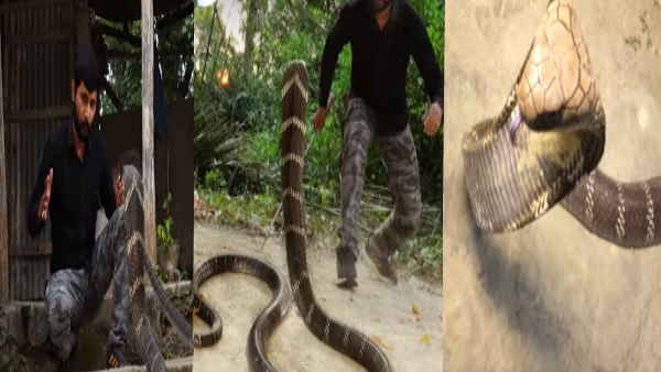 आखिरकार कोबरा को पकड़ने में कामयाब हो जाता है मुरलीवाला आखिरकार कोबरा को पकड़ने में कामयाब हो जाता है मुरलीवाला