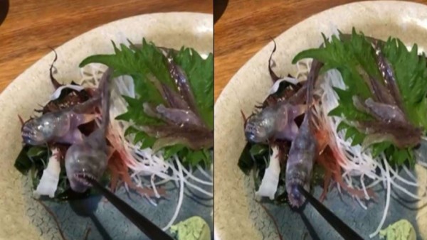 शख्स के खाना खाते ही मछली ने खोला मुंह शख्स के खाना खाते ही मछली ने खोला मुंह