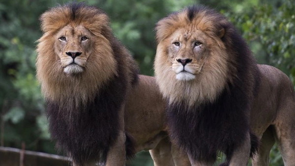 जंगल में जानवर तलाश लेते हैं पार्टनर