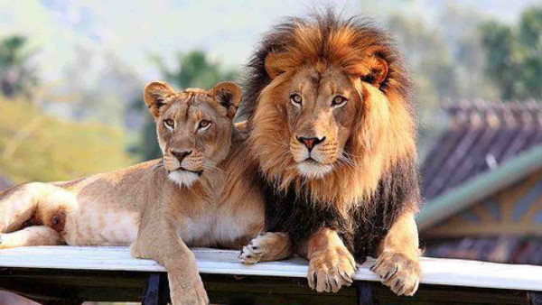 शेरनी को भी है बेली का इंतजार