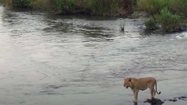 मगरमच्छ पास में छिपा था