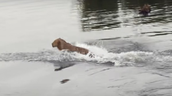 आखिर में हुआ ये अंजाम