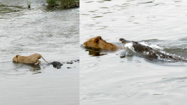 पानी में जाता है शेर