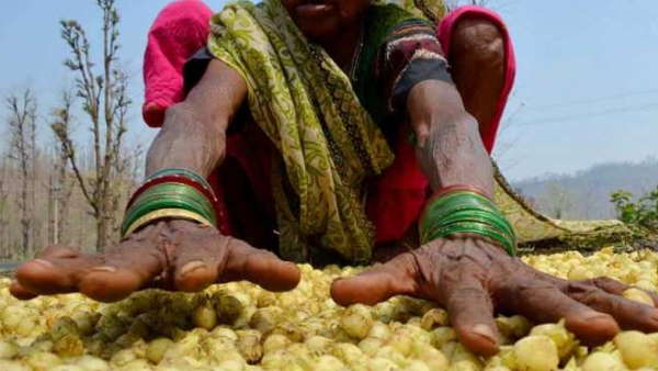 अंतराष्ट्रीय बाजार में मिल रही है अच्छी कीमत 