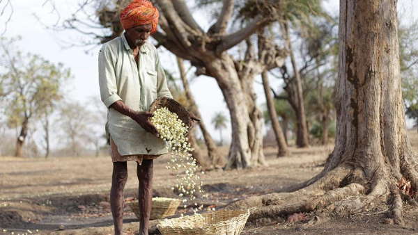 महुआ के बिना पूरा नहीं होता कोई उत्सव 