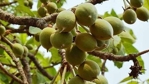 आदिवासी जीवन का हिस्सा है महुआ